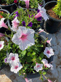 Petunia Hybrid