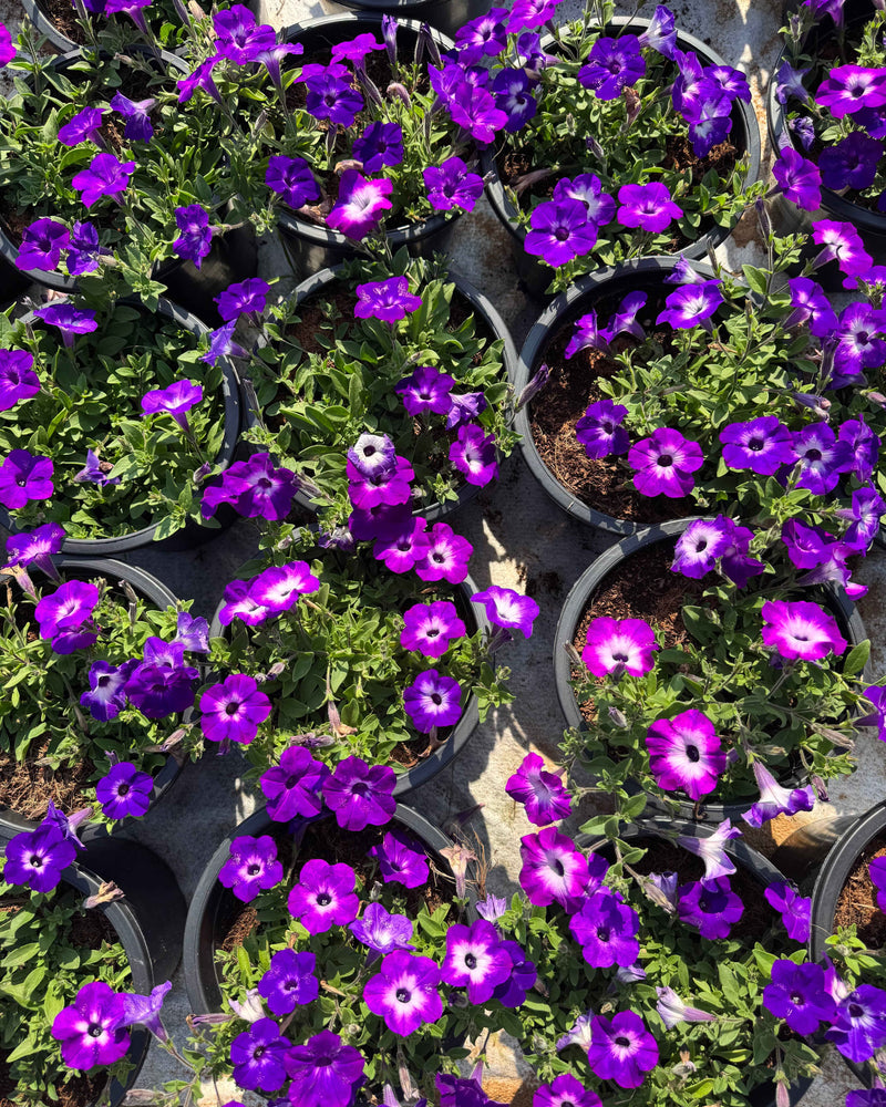 Petunia Hybrid