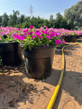 Petunia Hybrid