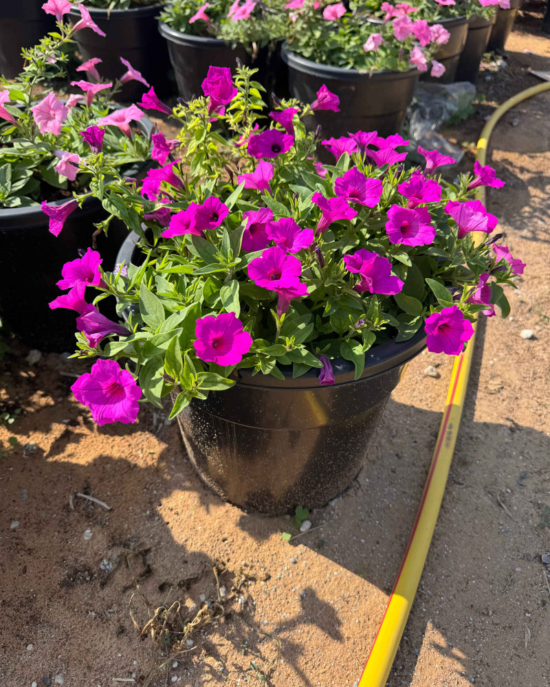 Petunia Hybrid