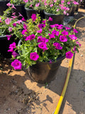 Petunia Hybrid