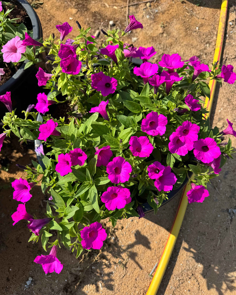 Petunia Hybrid
