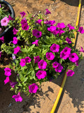 Petunia Hybrid