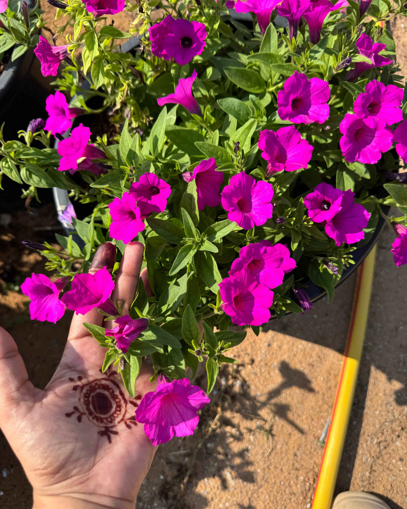 Petunia Hybrid