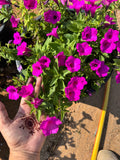 Petunia Hybrid