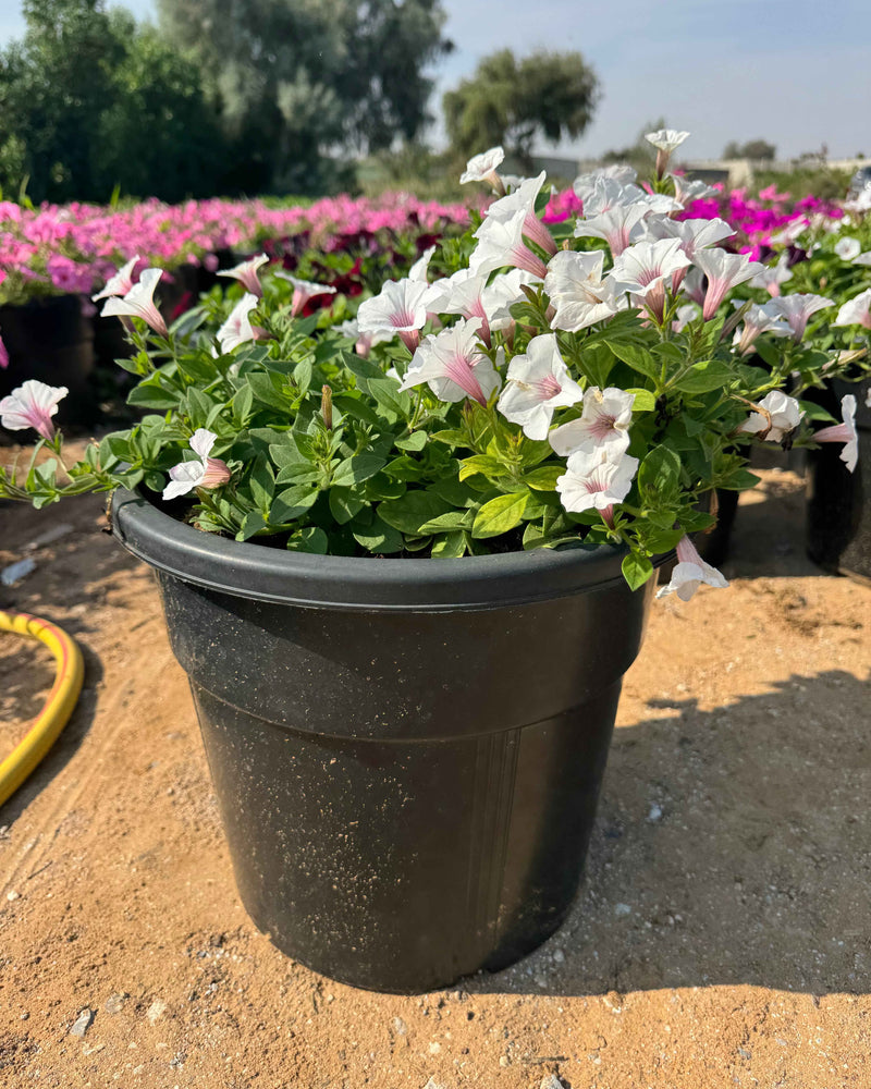 Petunia Hybrid