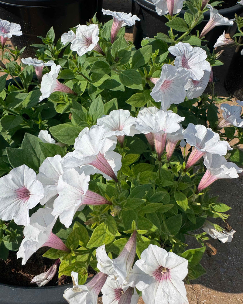 Petunia Hybrid