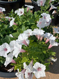 Petunia Hybrid