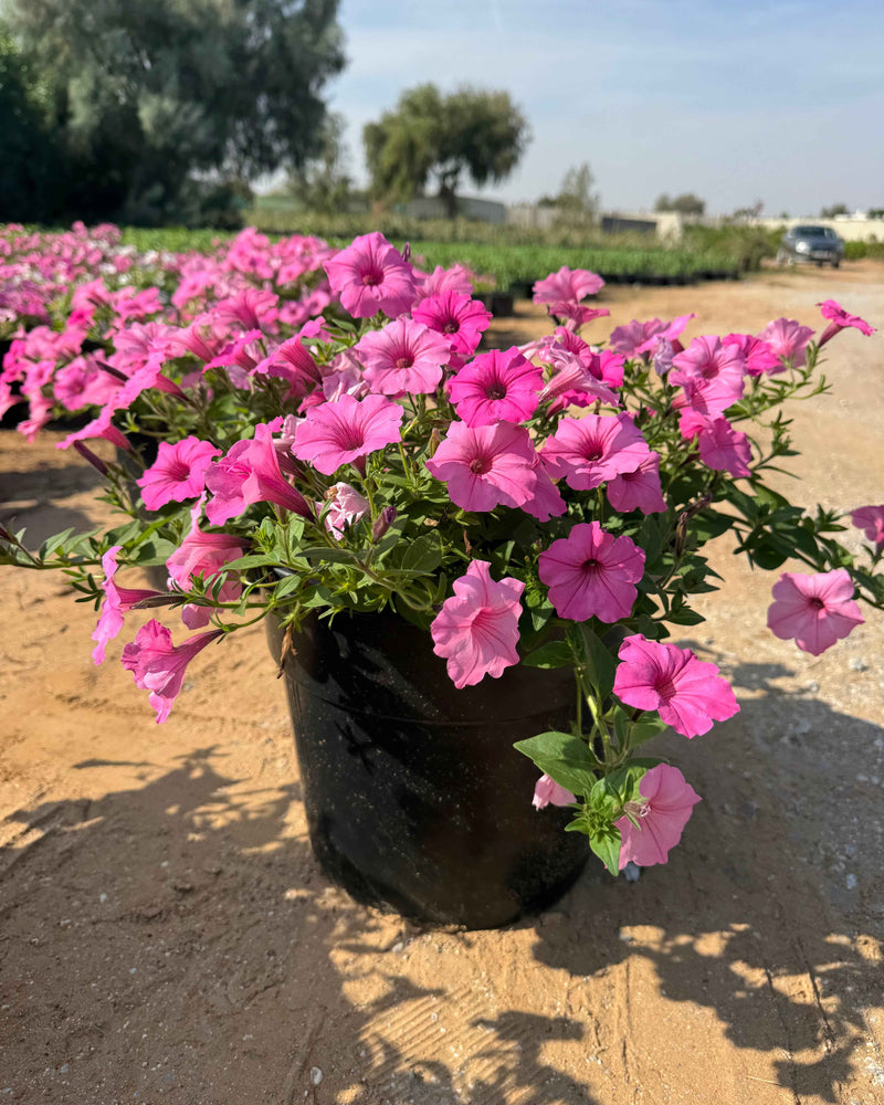 Petunia Hybrid