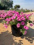 Petunia Hybrid