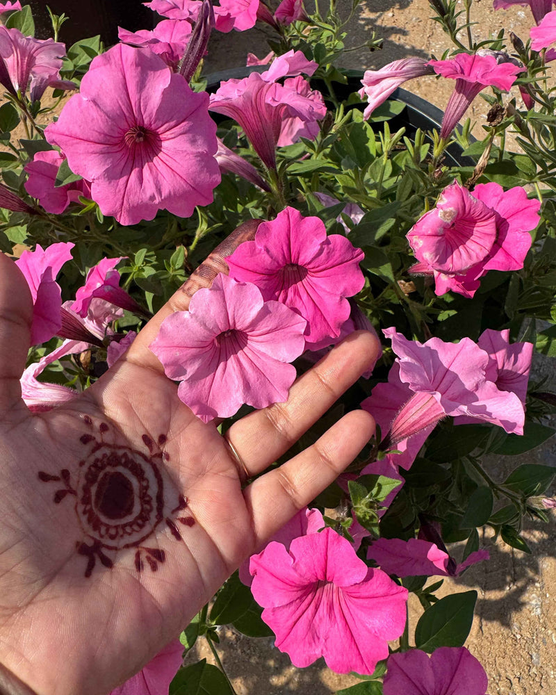 Petunia Hybrid