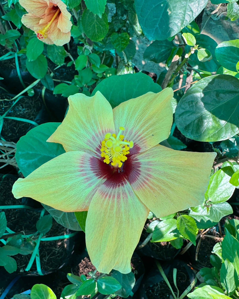 Hibiscus Hybrid