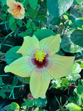 Hibiscus Hybrid