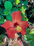 Hibiscus Hybrid