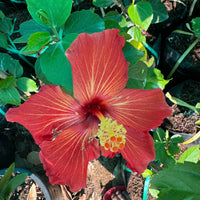 Hibiscus Hybrid