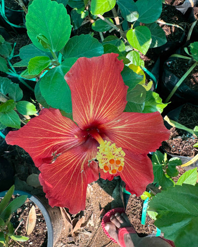 Hibiscus Hybrid