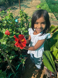 Hibiscus Hybrid