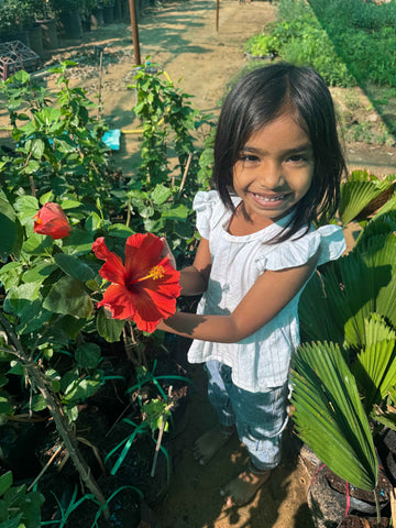 Hibiscus Hybrid
