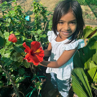 Hibiscus Hybrid