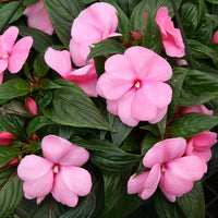 Impatiens Walleriana