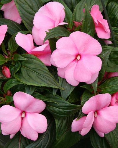 Impatiens Walleriana
