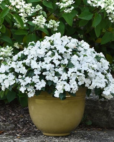 Impatiens Walleriana