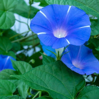 Railroad Vine – Ipomoea Pes-Caprae