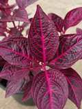 Iresine Plant – Souq Garden Dubai (2)