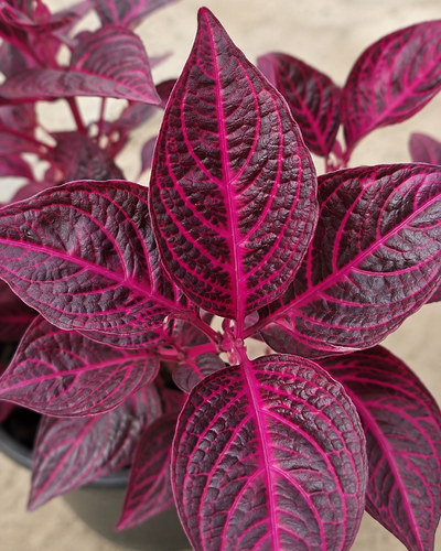 Iresine Plant