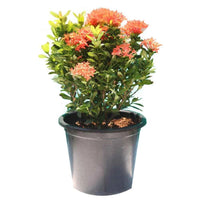 Ixora Chinensis