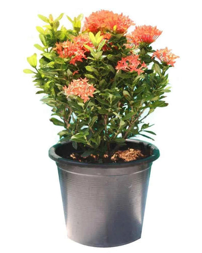 Ixora Chinensis