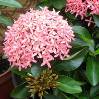 Ixora Coccinea Pink