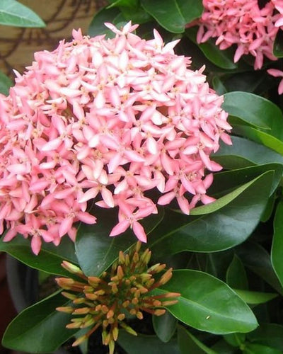 Ixora Coccinea Pink