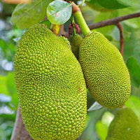 Jackfruit Tree