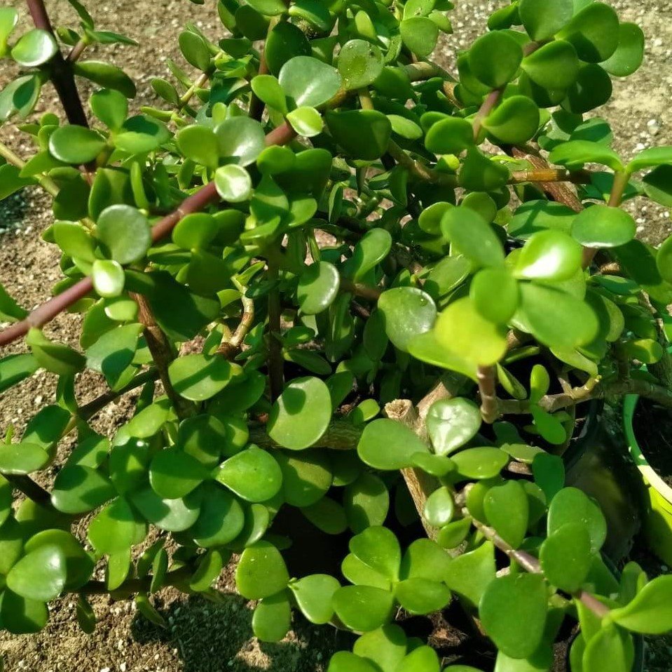 Jade Plant – Outdoor