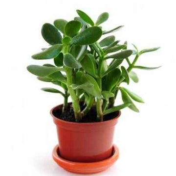 Jade Plant