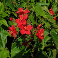 Jatropha