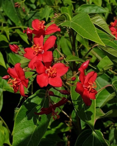 Jatropha