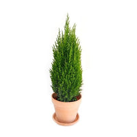 Juniperus Chinensis Stricta