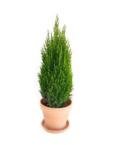 Juniperus Chinensis Stricta