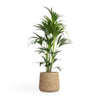 Kentia Palm Holland