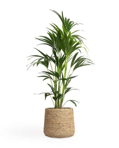 Kentia Palm Holland