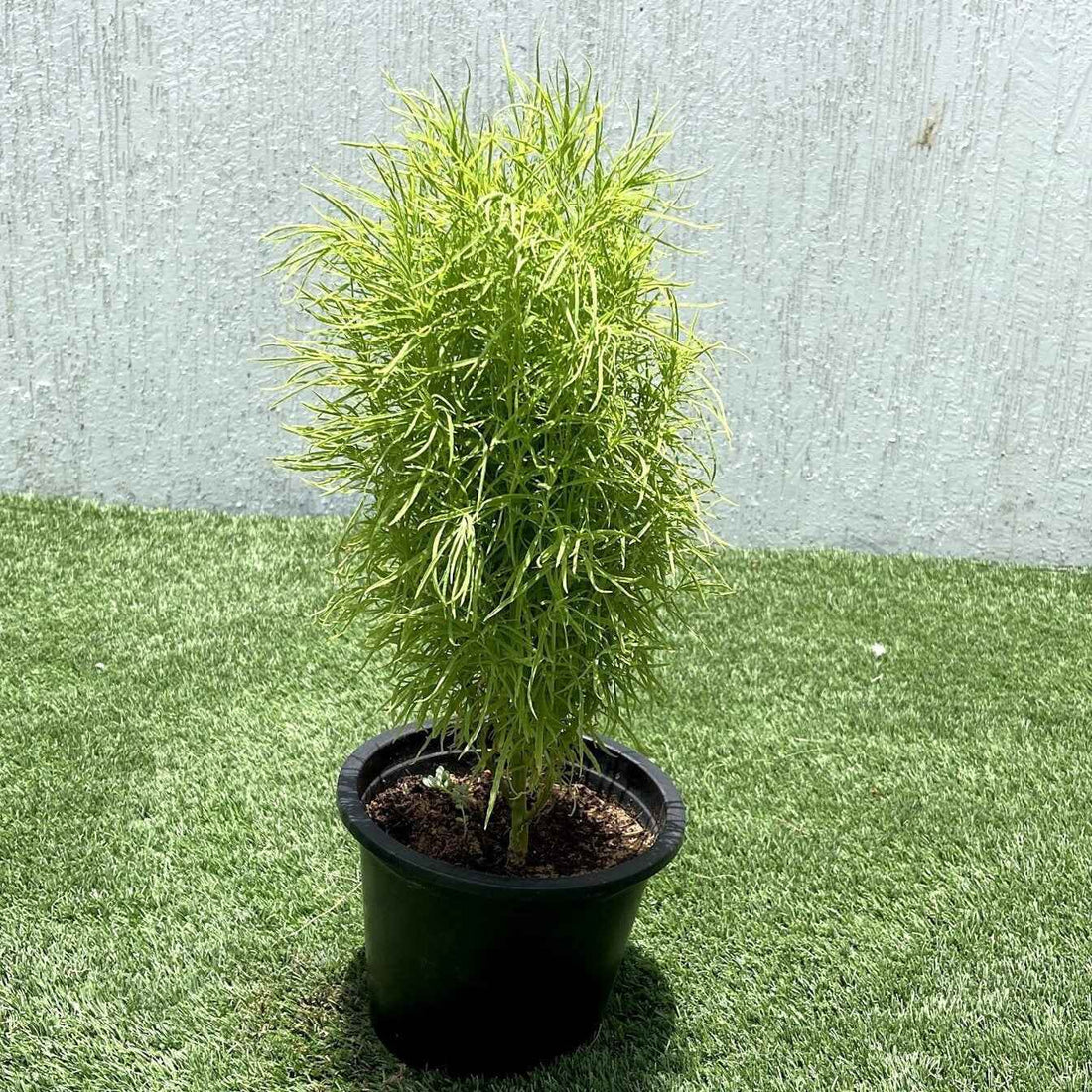 Kochia – Summer Cypress