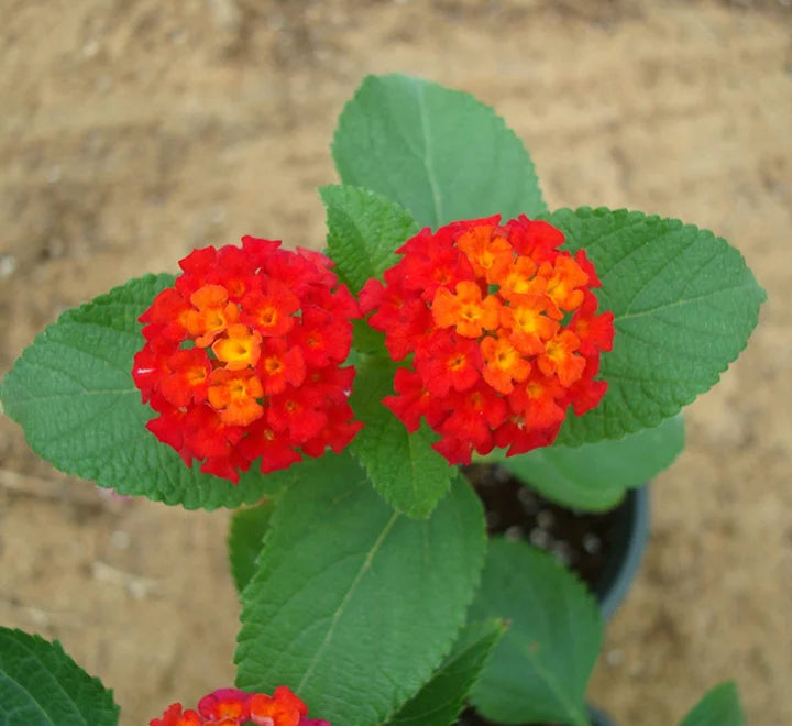 Lantana