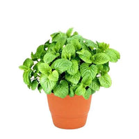 Lemon Balm