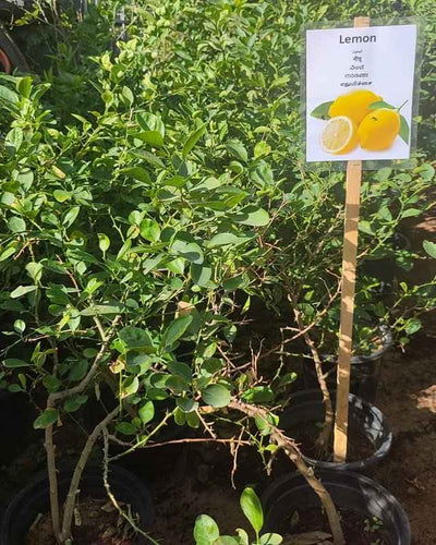 Lemon Tree