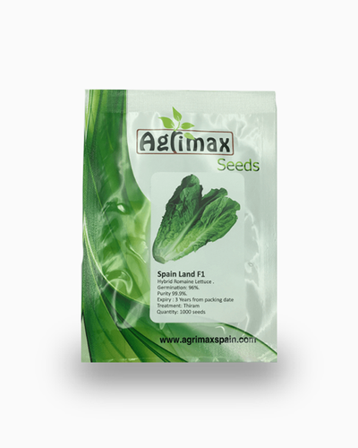 Lettuce Spain Land F1 Premium Quality Seeds