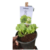 Lettuce