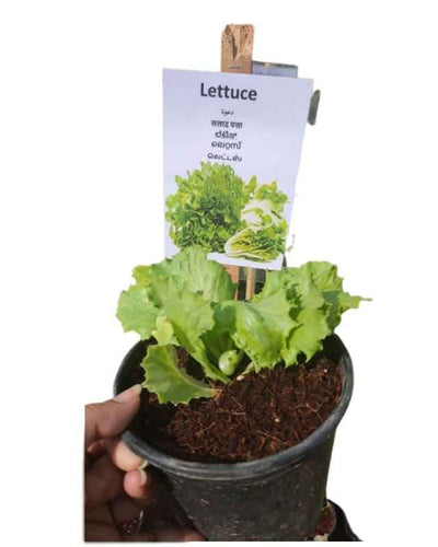 Lettuce