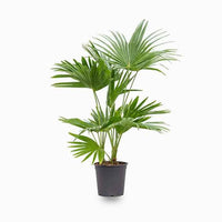 Livistona Palm